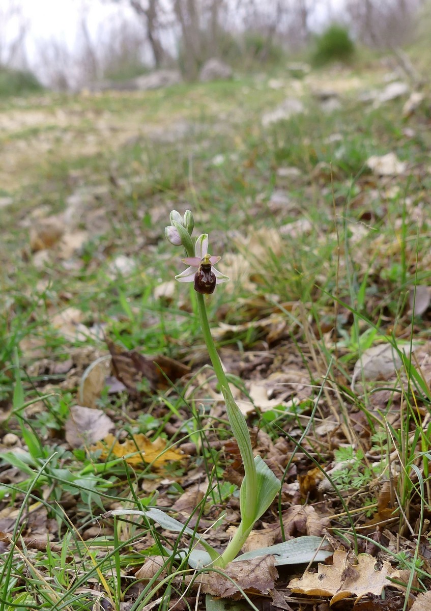 Ophrys exaltata subsp. montis-leonis e forme di variabilit nel Lazio, marzo e aprile 2018